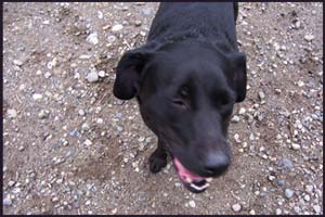 picture of black labrador