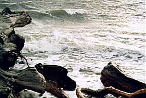 Photo of Surf and Driftwood On the Beach