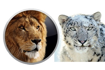 Lion and Snow Leopard