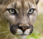 Moutain Lion