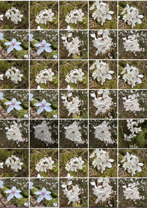 Images