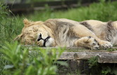 Sleeping Lion