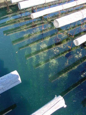 Mussels growing out