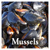 Our Products - Mussels