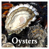 Our Products - Oysters