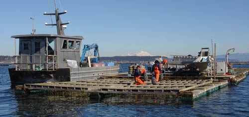 Our wet storage raft in Penn Cove.