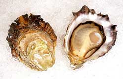 Chef Creek Oysters