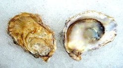 Deer Creek Oysters