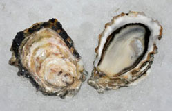 Evening Cove Oysters