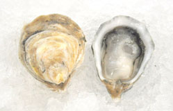 Kusshi Oysters