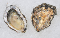 Miyagi Oysters