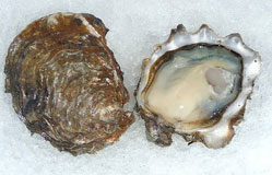 Rainier Oysters