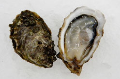 Baynes Sound Oysters
