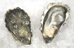 Sun Hollow Oysters
