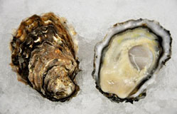 Sunset Beach Oysters