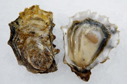 Baynes Sound Oysters