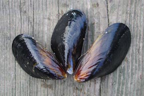 Penn Cove Mussels