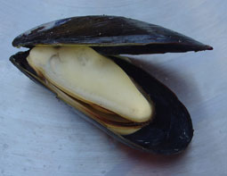 A tasty Penn Cove mussel