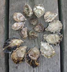 Fresh Farmed Oysters